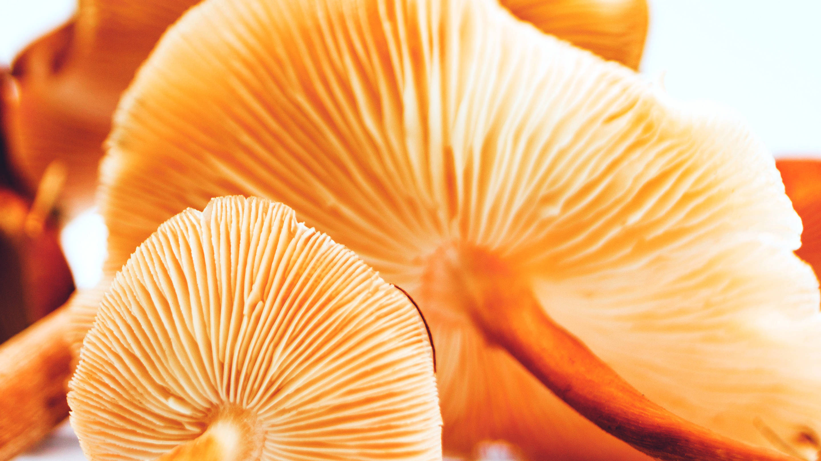 Cordyceps mushroom playboy