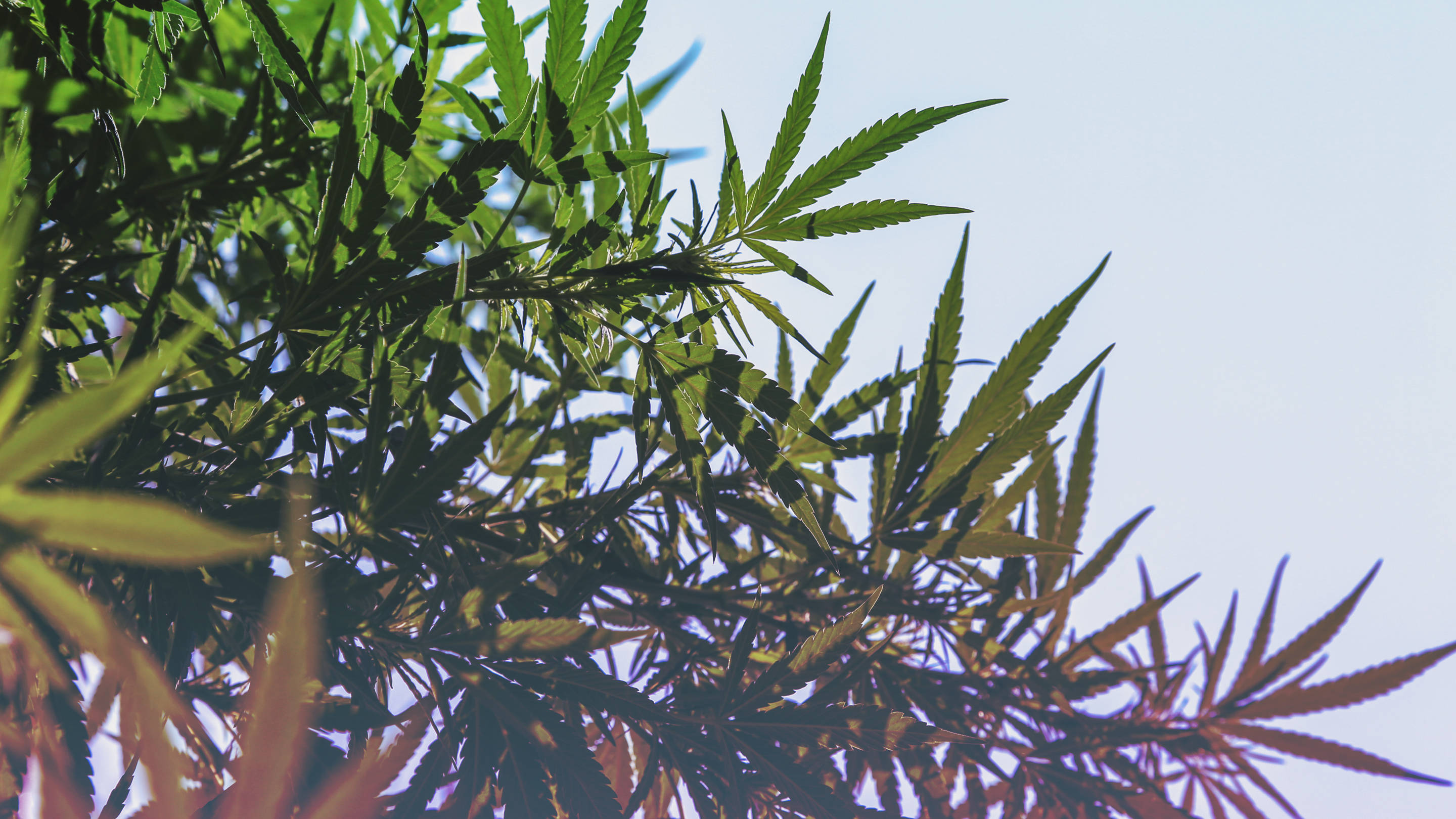 Cannabis playboy invest