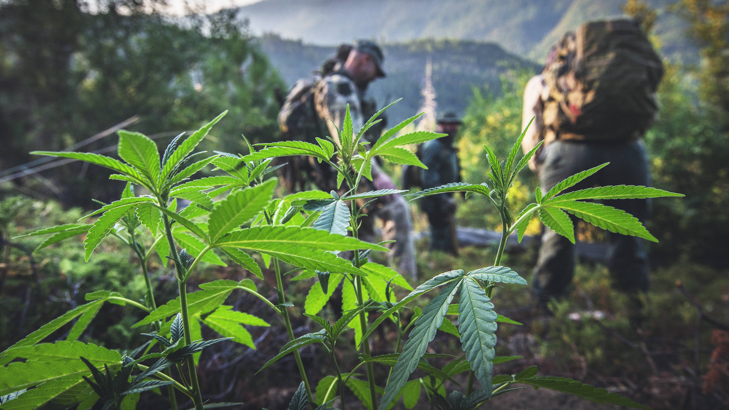 Protecting Pleasure Cannabis
