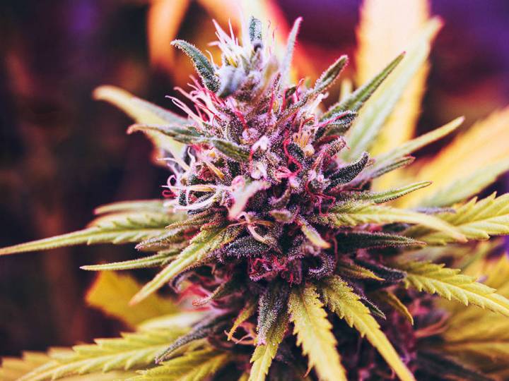 On the Cannabis Industry's Gender Gap